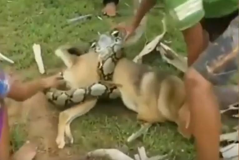VIDEO Golema zmija napala psa, hrabri dječaci ga spasili od sigurne smrti