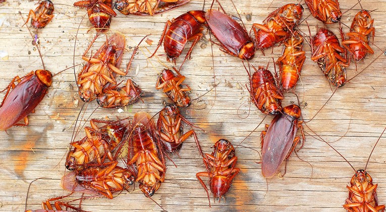 Osječani šokirani brojem žohara na ulicama: "Krckaju nam pod nogama"