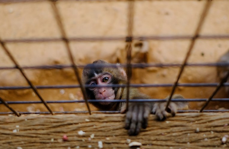 VIDEO Majmun u ZOO vrtu napravio nešto što je slomilo srca mnogih ljudi
