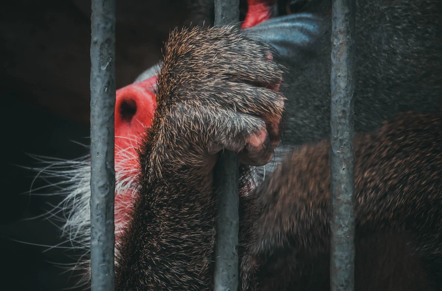 Ovo je jasan znak da životinje ne bismo trebali zatvarati u ZOO vrtove