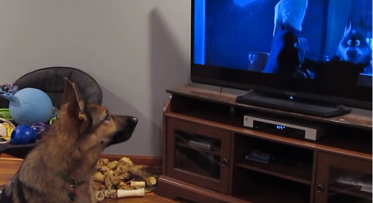 Pas se uživio u gledanje filma pa se pridružio likovima u glasnom zavijanju