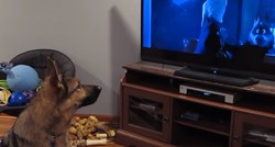 Pas se uživio u gledanje filma pa se pridružio likovima u glasnom zavijanju