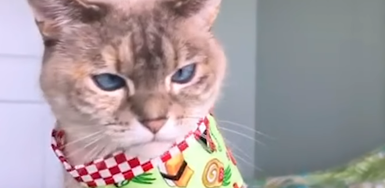 Mačka je začudila svijet svojim čudnim videom, pogledajte zašto