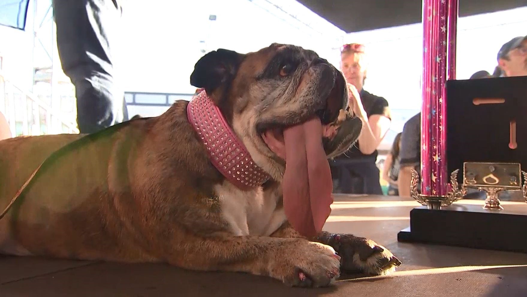 VIDEO Svake godine se u Kaliforniji održava izbor za najružnijeg psa.