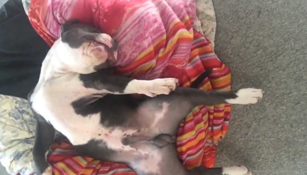 Psić zaspao u prečudnom položaju i time nasmijao cijeli internet