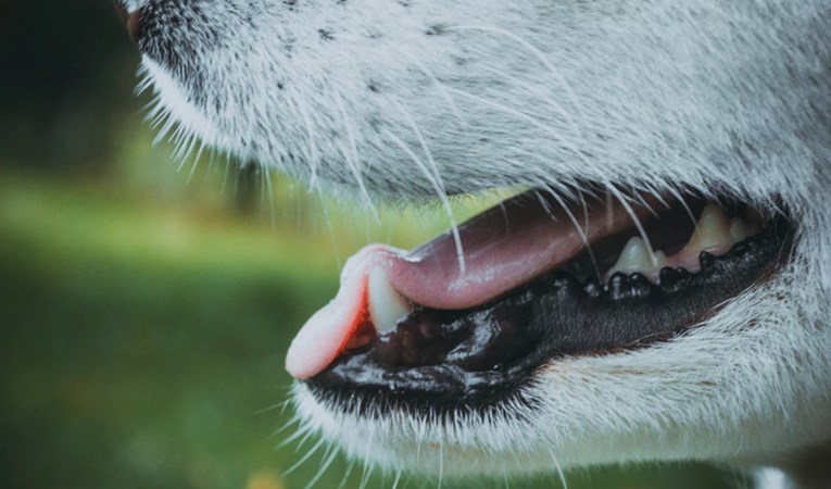 Zbog čega psi imaju zdravije zube od ljudi?