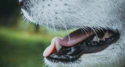 Zbog čega psi imaju zdravije zube od ljudi?