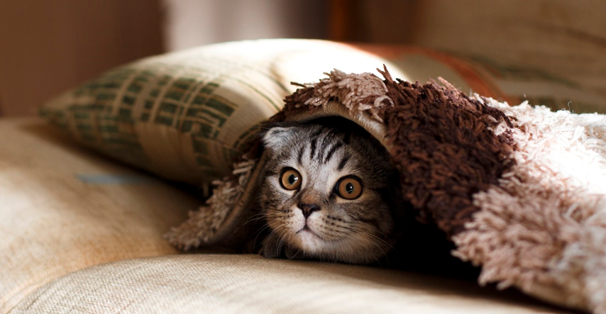 Mačja komunikacija: Zašto mačke zure u svoje vlasnike
