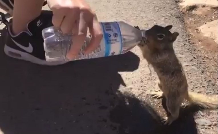 Preslatka snimka: Žedna vjeverica nažicala bocu vode od turista