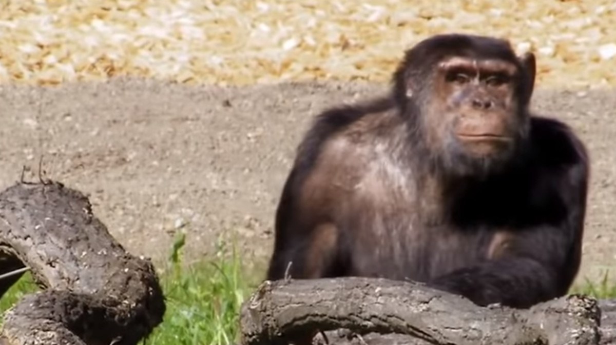 Nakon godina provedenih u kavezu, ove čimpanze postale su slobodne