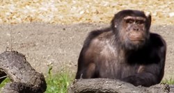 Nakon godina provedenih u kavezu, ove čimpanze postale su slobodne