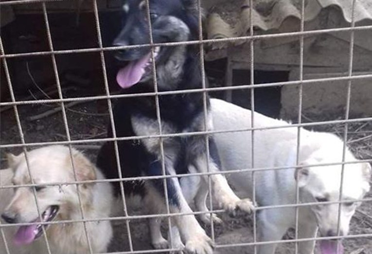 Vlasnica napustila tri psa jer su joj postali teret i oni sada trebaju pomoć