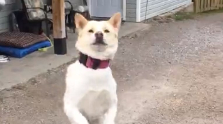 VIDEO Psić doslovno skače od sreće kada se njegovi vlasnici vrate s posla