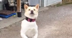 VIDEO Psić doslovno skače od sreće kada se njegovi vlasnici vrate s posla