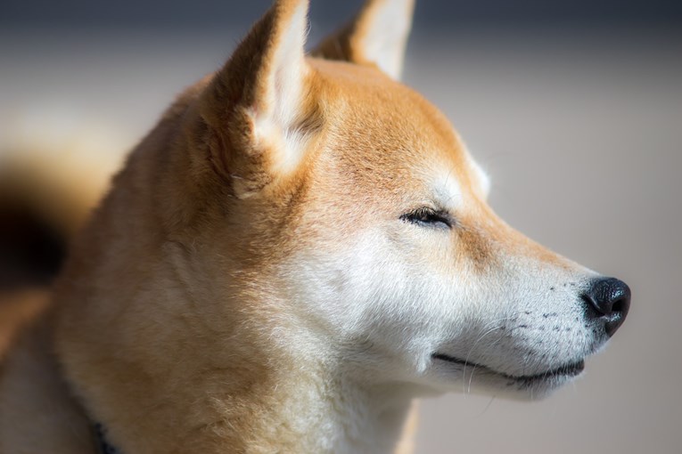 Vlasnica rekla psu da laje tiše, a njegova reakcija začudila je cijeli internet