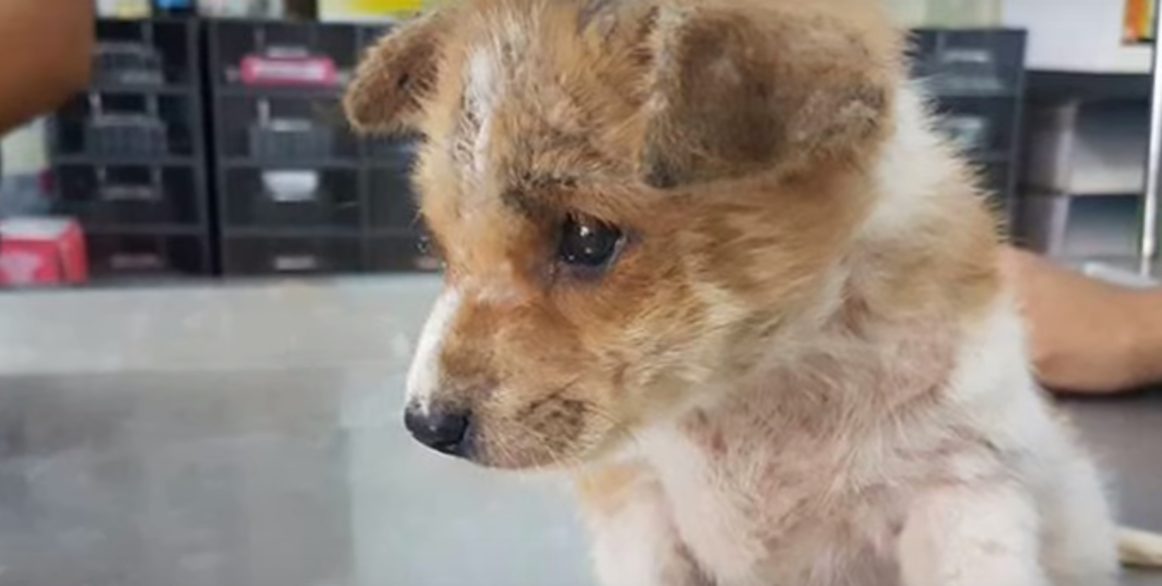 VIDEO Ovo maleno štene vuklo se po cesti kako bi pronašlo hranu da preživi