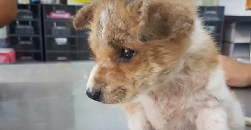 VIDEO Ovo maleno štene vuklo se po cesti kako bi pronašlo hranu da preživi