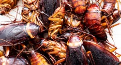 Kinezi uzgajaju milijarde žohara kako bi se riješili smeća i ostataka hrane