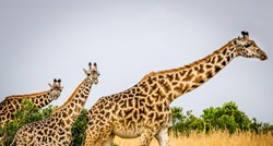 Žirafama prijeti izumiranje, ostalo ih je manje od 100.000 u svijetu