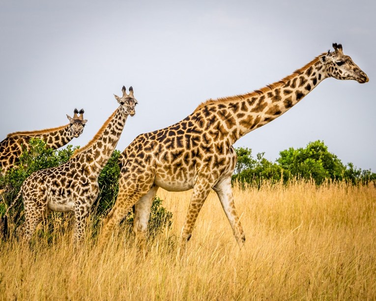 Žirafama prijeti izumiranje, ostalo ih je manje od 100.000 u svijetu