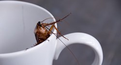 Mlijeko žohara novi je hit među pobornicima zdrave prehrane