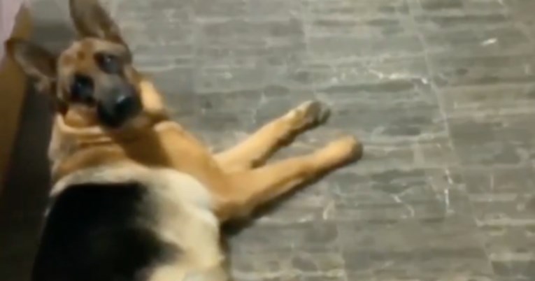 Ovaj pas dobro zna ima li njegov vlasnik poslasticu u ruci ili se samo šali