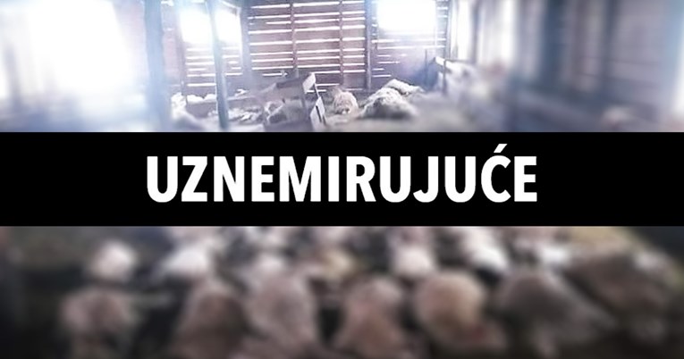 UZNEMIRUJUĆE Vukovi kod Gračaca zaklali 87 ovaca