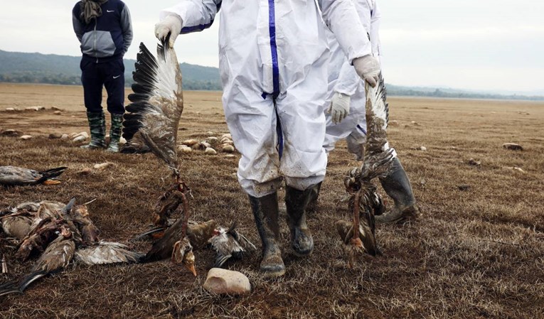 Indijom se širi ptičja gripa, slučajevi zabilježeni u sedam država