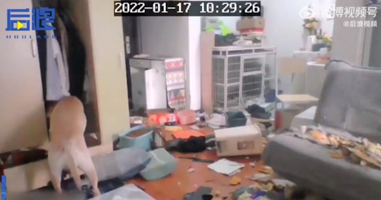 Kineskinja otišla u karantenu, a nije mogla povesti psa. On u stanu napravio kaos