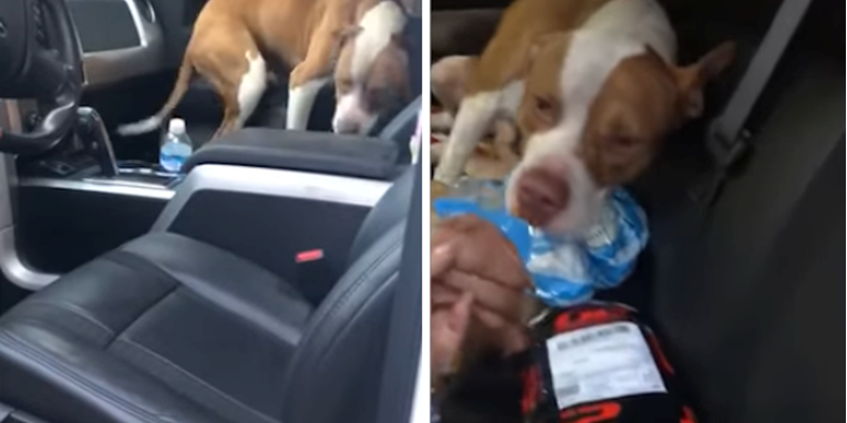 Pronašli su pit bula u svom autu, a onda se dogodilo nešto što nisu očekivali