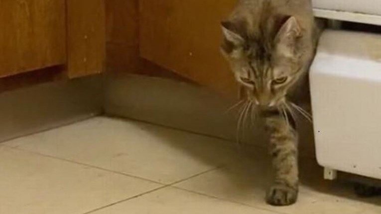 Postavila je kamere da dozna tajnu "ukletog" kuhinjskog ormarića, krivac je uhvaćen