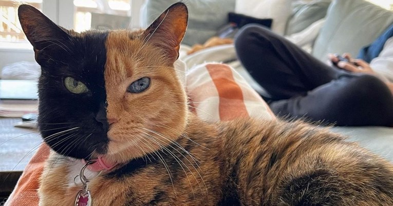 FOTO Ovu mačku na Instagramu prate dva milijuna ljudi, pogledajte je