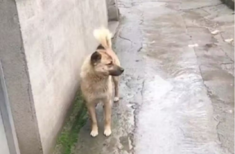 Pas prošao 40 kilometara i vratio se do kuće pokojnog vlasnika. Sad ga svaki dan čeka