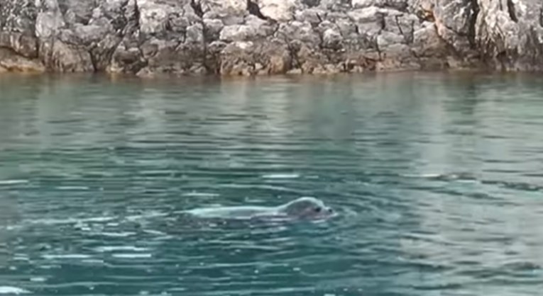 VIDEO Na samom jugu Jadrana viđena sredozemna medvjedica