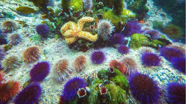 Klimatske promjene potiskuju morske vrste prema polovima