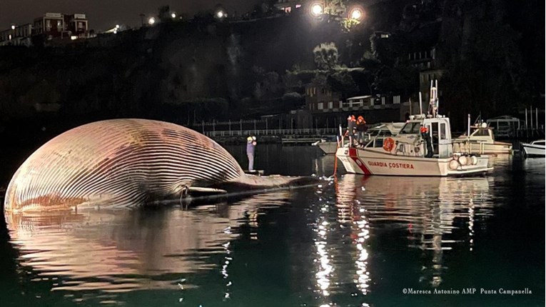 U Italiji pronađeno tijelo ogromnog kita, pogledajte slike
