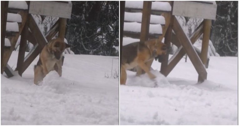 Snimila svog psa kako pravi snježne grude poput malog djeteta