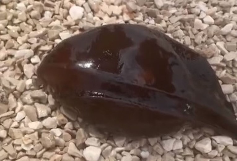 "Našli smo nešto fuj": Znate li vi što je to snimljeno u moru pored Splita?