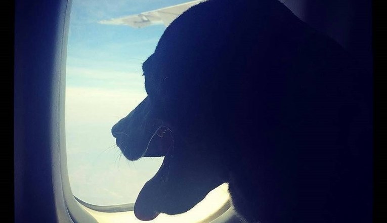 U Australiji se vodi rasprava oko ljubimaca u avionu. Koje je vaše mišljenje?