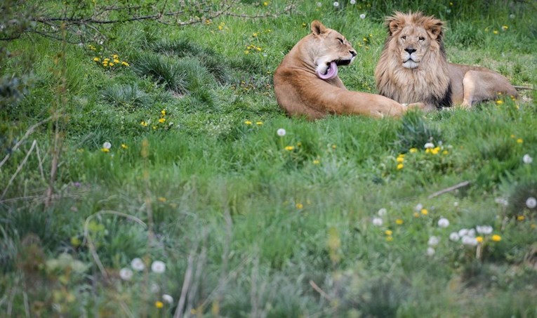 Zagrebački ZOO za Valentinovo parovima naplaćuje samo jednu ulaznicu