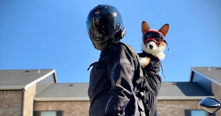 Korgi Enzo, koji se u svom plaštu voli voziti na motoru, oduševio ljude na internetu