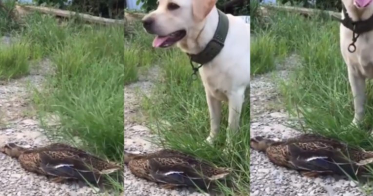 Patka nadmudrila labradora, mnogi kažu da je zaslužila Oscara