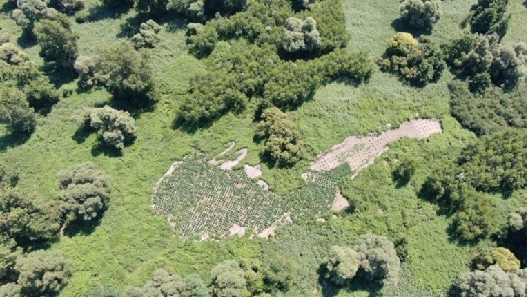 Slovenci slučajno otkrili ogromnu plantažu marihuane vrijednu 2 milijuna eura