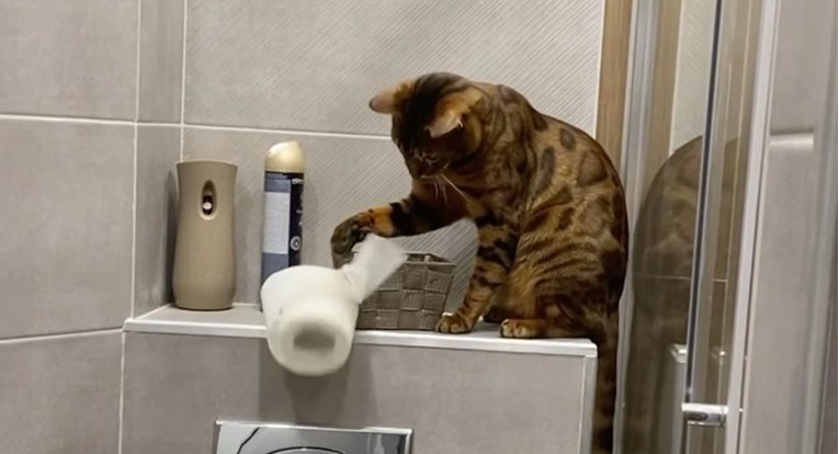 Nestašni mačak odlučio "preurediti" WC, snimka je hit