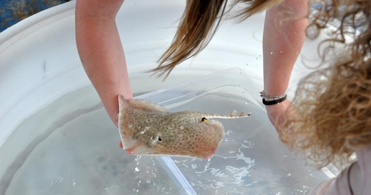 Prva raža koja se izlegla u pulskom Aquariumu puštena u more: Srećko se odmah snašao