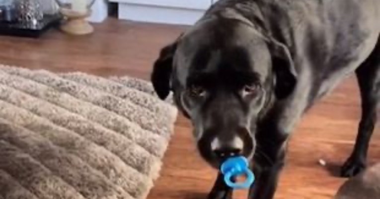 Labradoricu zovu velikom bebom zbog njezine ljubavi prema dudi varalici