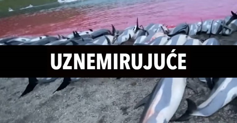 Na Farskom otočju održan tradicionalni pokolj dupina, u jednom danu ih ubili 1428