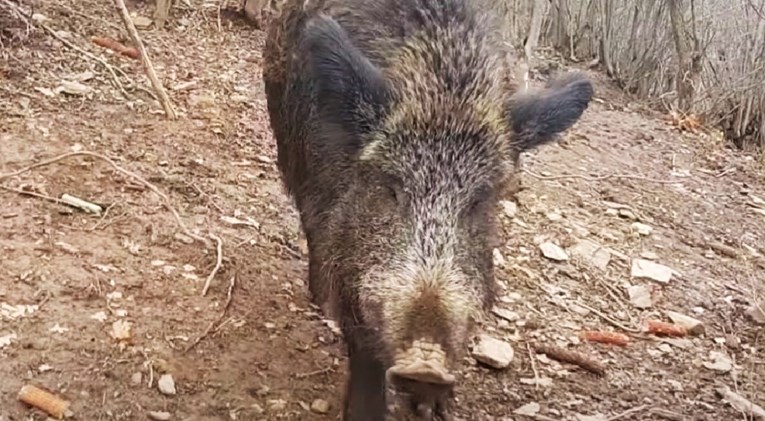 U Benkovcu lovio divlje svinje u noći, ulovila ga policija