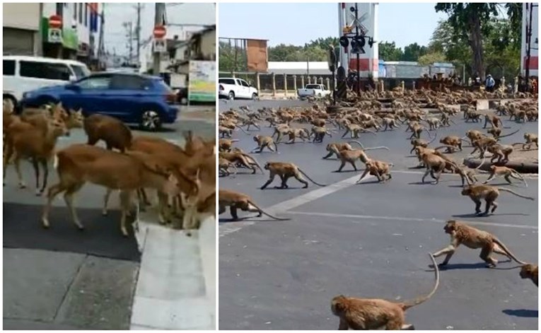 Životinje lutaju ulicama gradova koji se nalaze u karanteni