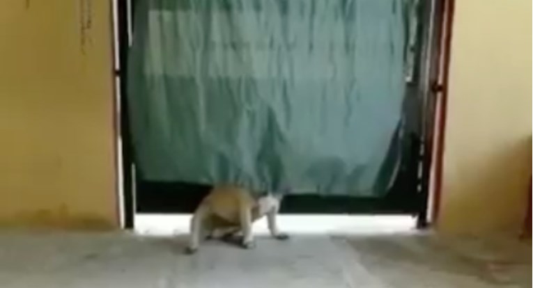 Ovaj mops se obožava igrati skrivača i uvjeren je da je pritom neprimjetan